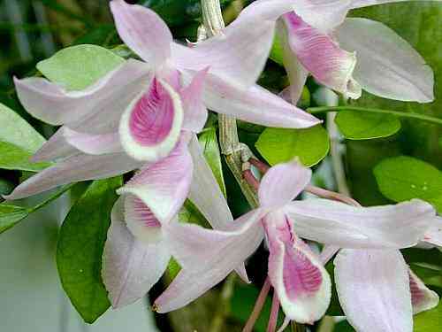 Dendrobium litiflorum